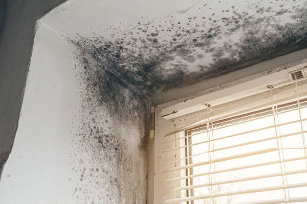 Affordable Mold Cleanup solutions in Newtonville, MA